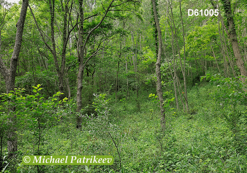 Deciduous Appalachian forest in Canoe Creek State Park